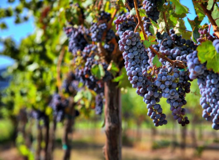 wine tours in durham nc Wine Tours in Durham